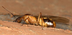 Camponotus maculatus