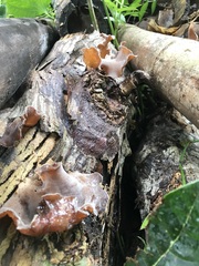 Auricularia auricula-judae