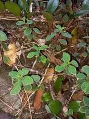 Peperomia leptostachya