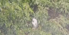 Nycticorax nycticorax