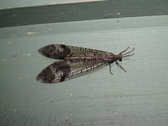 Glenoleon pulchellus