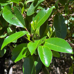 Xylocarpus granatum
