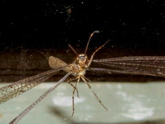 Glenoleon pulchellus