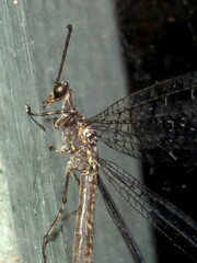 Glenoleon pulchellus