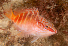 Hypoplectrodes maccullochi