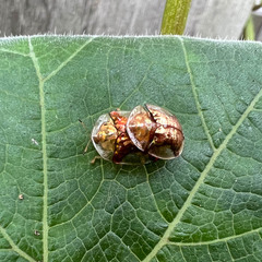 Aspidimorpha quinquefasciata