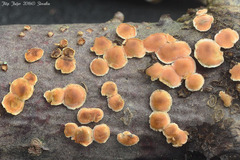 Aleurodiscus amorphus