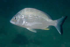Acanthopagrus australis