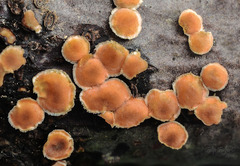 Aleurodiscus amorphus