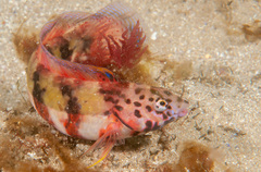 Eupetrichthys angustipes