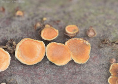 Aleurodiscus amorphus