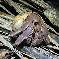 Coenobita brevimanus