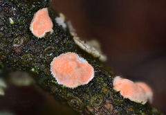 Aleurodiscus amorphus