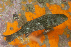 Aplodactylus lophodon