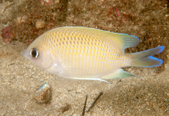 Mecaenichthys immaculatus