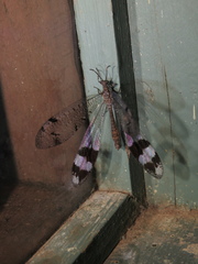 Glenoleon pulchellus