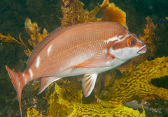 Morwong fuscus
