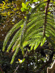 Eutacta
