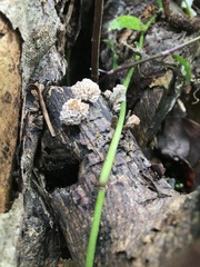 Xylaria flabelliformis