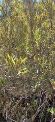 Searsia angustifolia