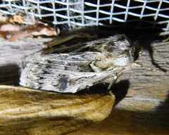 Agrotis vestigialis