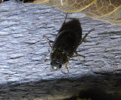 Enochrus quadripunctatus