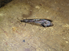 Glenoleon pulchellus