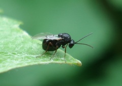 Aulacidea acroptilonica