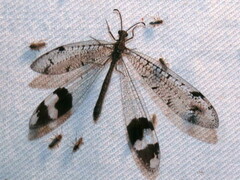 Glenoleon pulchellus