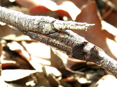 Glenoleon pulchellus