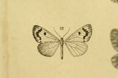 Microbeidia rongaria