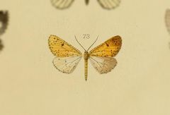 Obeidia idaria
