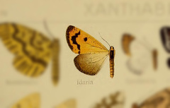 Microbeidia rongaria