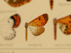 Obeidia idaria