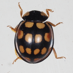 Coccinella