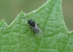 Aulacidea acroptilonica