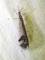 Glenoleon pulchellus