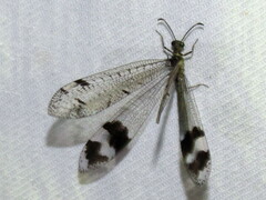 Glenoleon pulchellus