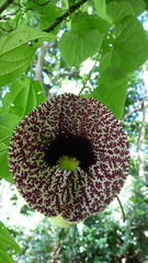 Aristolochia littoralis