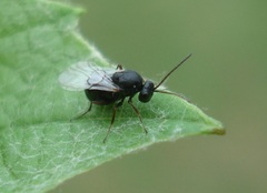 Aulacidea acroptilonica
