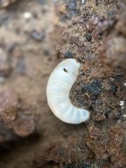 Spirula spirula