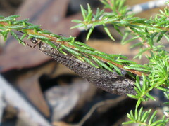 Glenoleon pulchellus