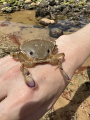 Ovalipes australiensis