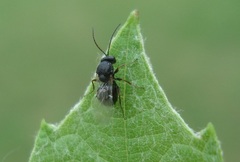 Aulacidea acroptilonica