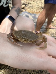 Ovalipes australiensis