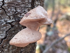 Rhodofomes cajanderi