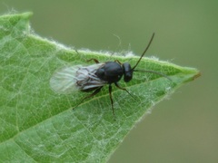 Aulacidea acroptilonica