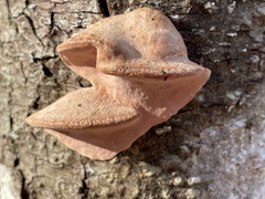 Rhodofomes cajanderi