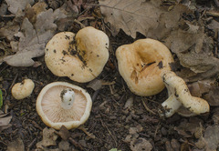 Lactarius acerrimus