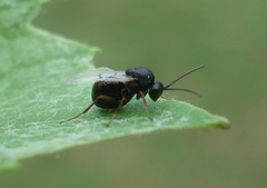 Aulacidea acroptilonica